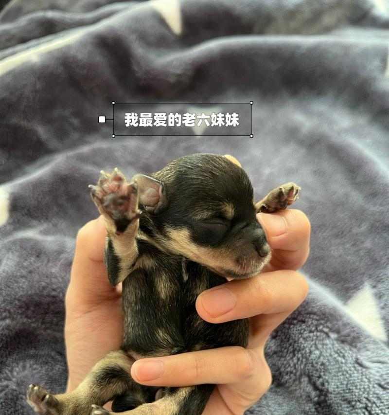 雪纳瑞与其他犬种配种指南：后代特征与配对建议