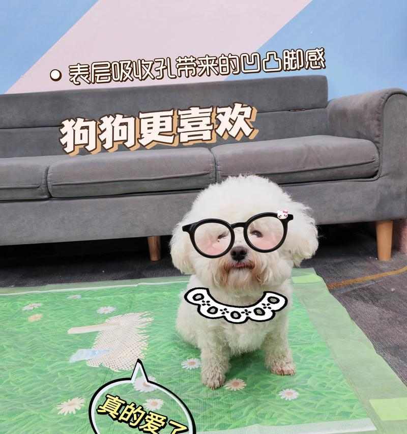 接小狗回家必备准备清单及注意事项指南