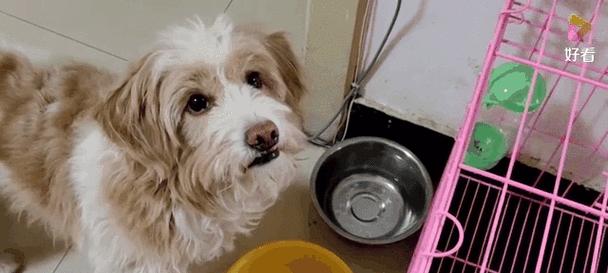 狗狗不吃狗粮怎么办？15种营养替代食物选择指南