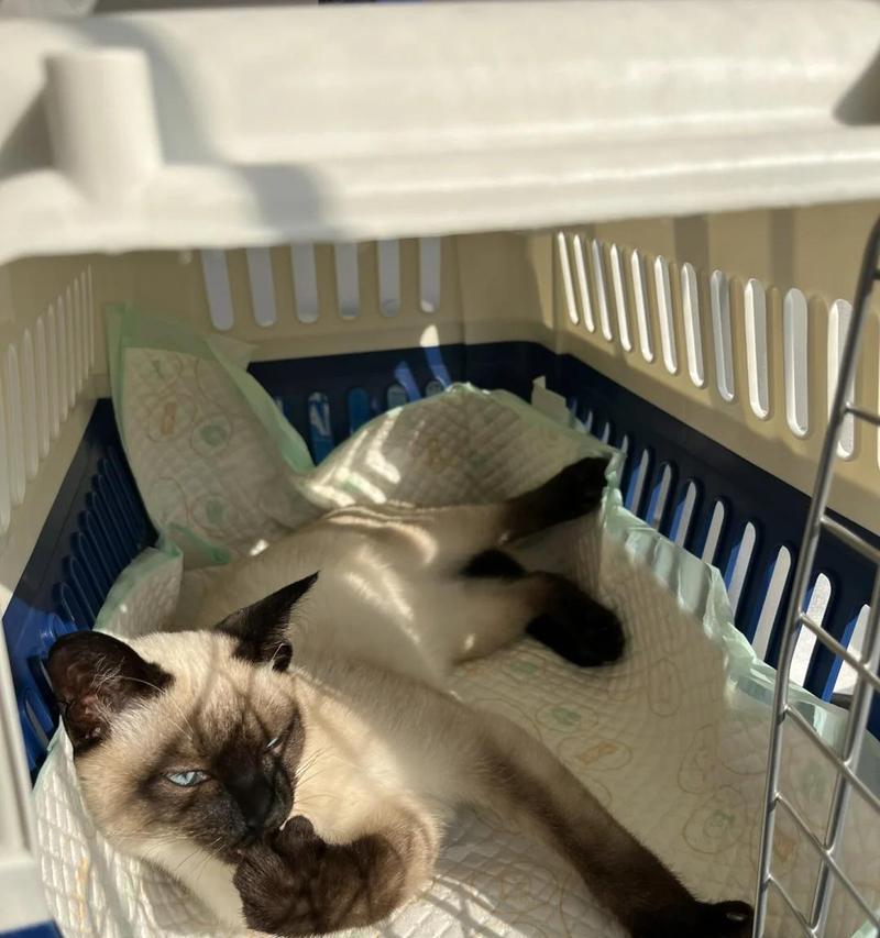 猫咪拉稀的16个常见原因及解决方案详解