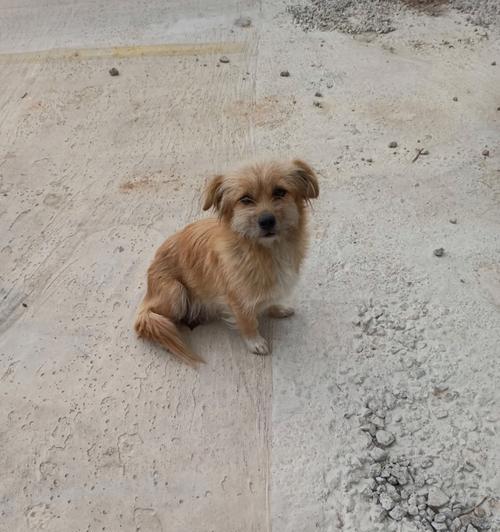 狗狗为什么不在窝里生产？母犬选择异地分娩的多种原因分析