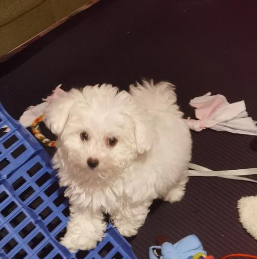 泰迪犬呕吐咳嗽怎么办？饮食调理与护理全攻略