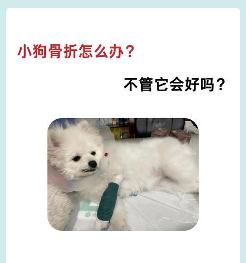 狗狗骨折症状识别与急救处理指南