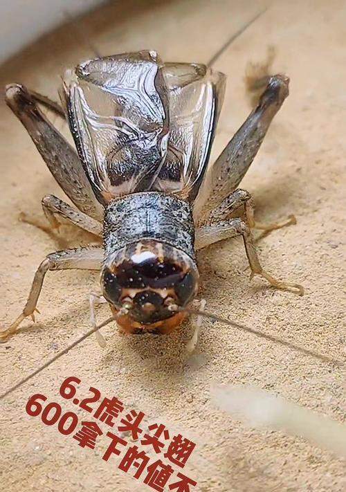 蟋蟀翅膀的神奇结构与功能奥秘解析