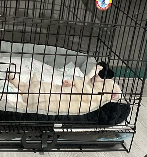 新手养狗必备指南：15个关键护理要点让你的宠物健康成长