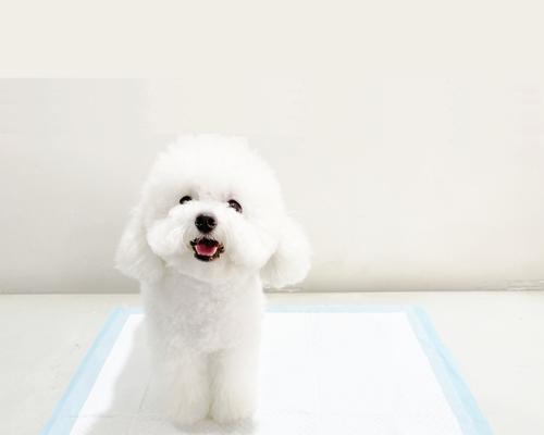 小狗训练最佳时机与方法指南，培养忠诚听话宠物