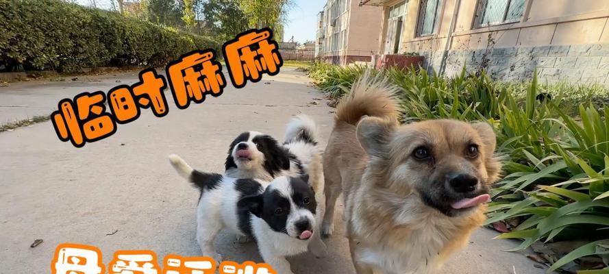 狗狗断奶期饮食指南：科学喂养助力健康成长