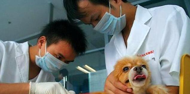 狗狗舔爪原因及治疗方法详解