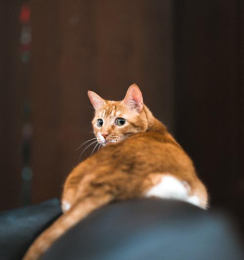 猫眼神奇视力揭秘：15大特点及科学应用解析