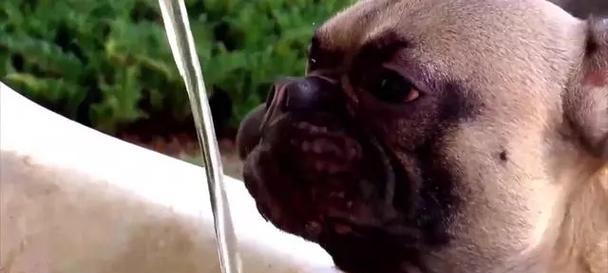 狗狗喝水过多的原因分析与解决方法