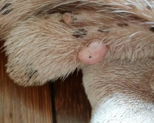 狗狗睾丸流脓原因症状及治疗方法详解