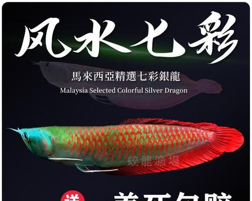 龙鱼水质要求全攻略：打造适宜生长的理想水环境