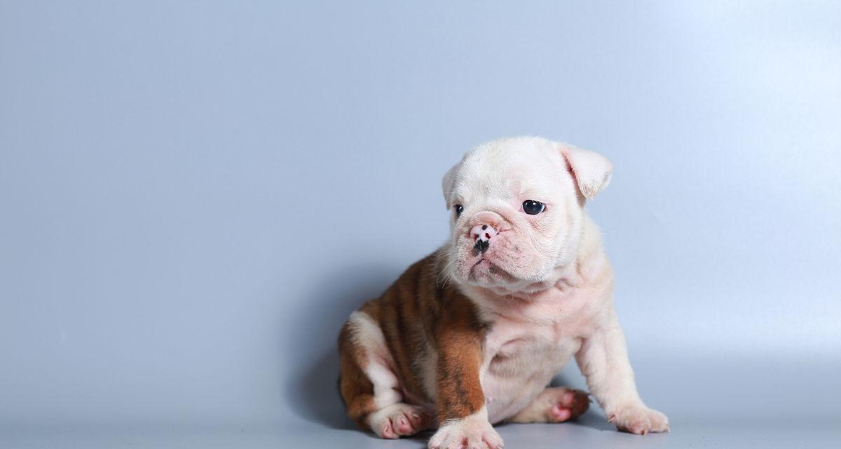 斗牛活动必备注意事项全攻略，安全参与斗牛的15个关键要点