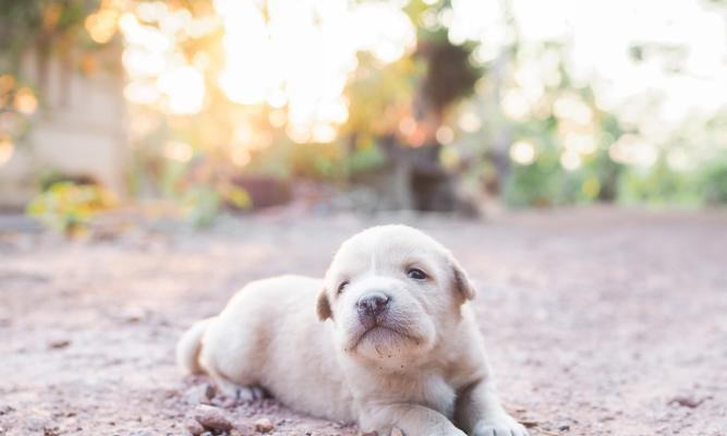 狗狗拉稀饮食调理指南：科学喂养恢复健康