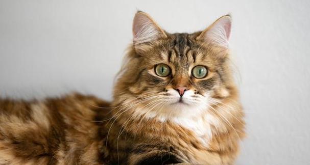 长毛猫为什么受欢迎？探究长毛猫咪的独特魅力与养护要点