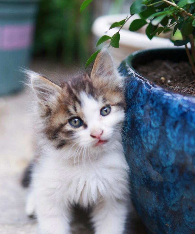 宠物猫乖巧可爱特质解析：从行为习惯到亲密关系培养指南