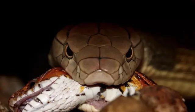 以球莽饮食指南：营养需求与健康喂养方法