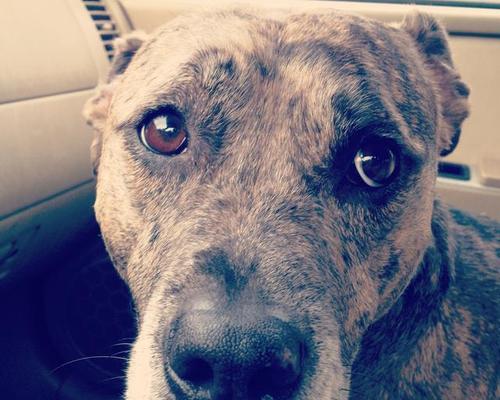 狗狗神情呆滞不活跃？了解呆滞症成因症状及治疗方法