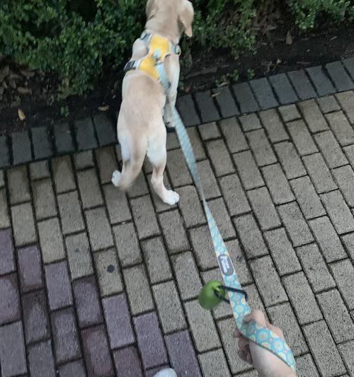 狗塌蹄现象全面解析：成因影响及防治方法