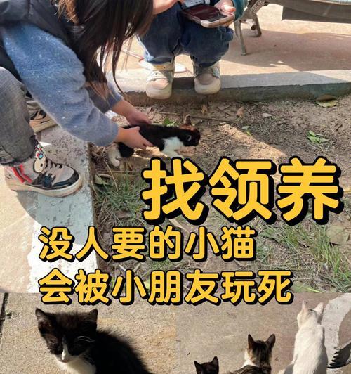 猫咪乳糖不耐受？豆奶替代猫奶的健康选择指南