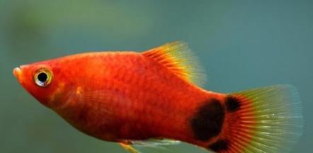 小鱼喂养全攻略：科学饲养技巧让爱鱼健康成长