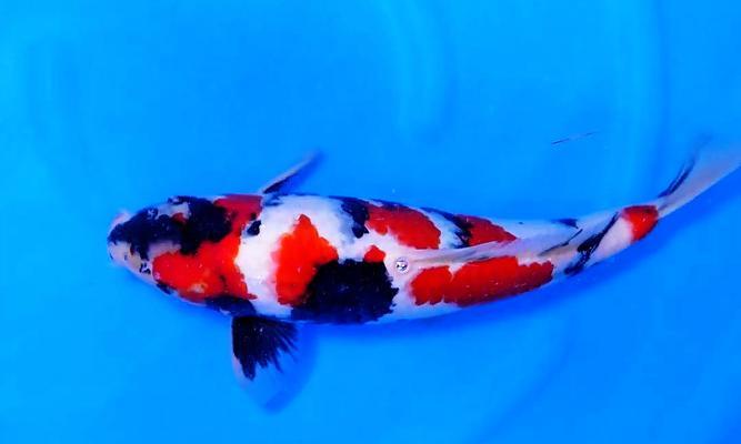 锦鲤喜欢什么颜色灯光？不同色彩对观赏鱼的影响分析