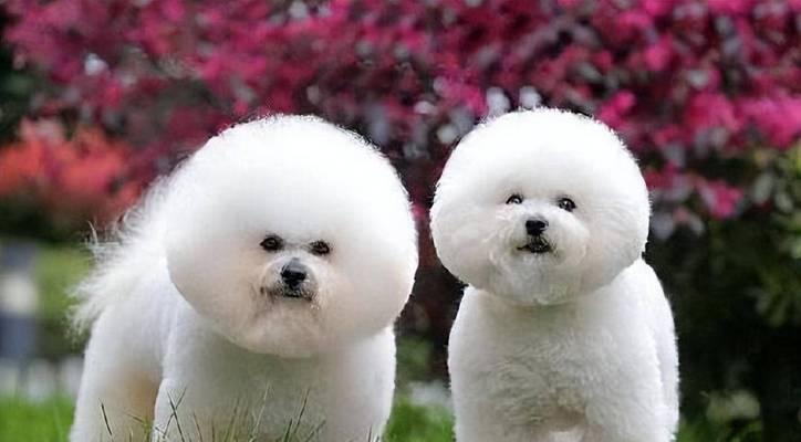 小孩为什么喜欢狗？15个深层原因解析孩子与狗狗的情感纽带