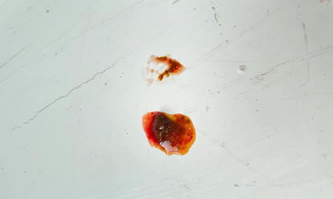 成年狗拉血原因分析及有效处理方法指南