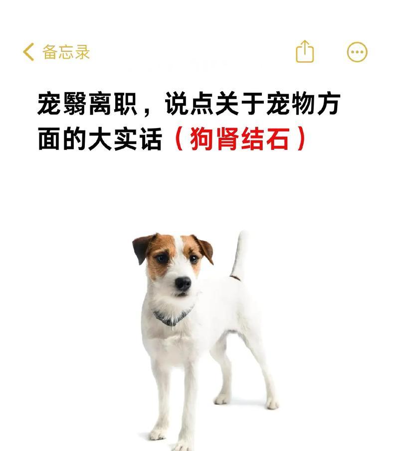 狗狗肾不好15大症状识别指南，及早发现保健康