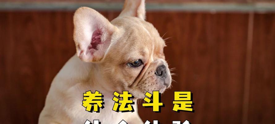 养什么狗能避邪保平安？15种护家犬品种推荐指南