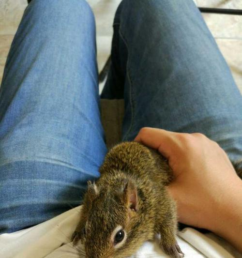 寝室养宠物指南：安静动物推荐与饲养注意事项