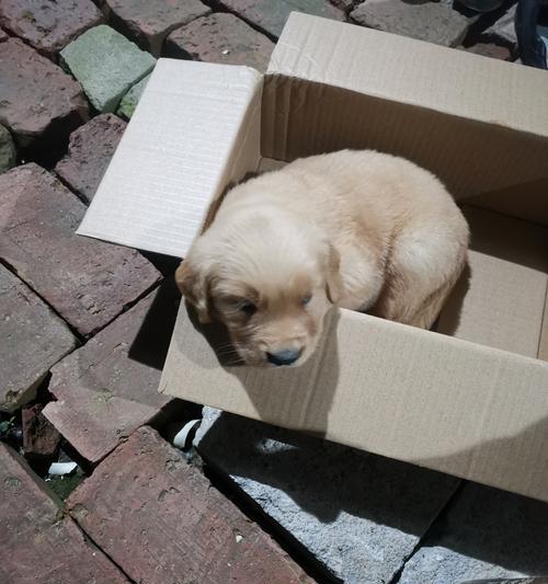 金毛犬肥胖原因分析及科学减肥方法指南