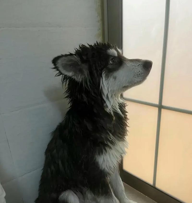 狗狗半夜不睡觉的15大原因及解决方法