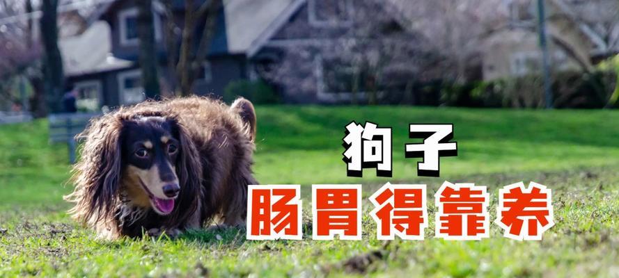 新生狗狗饮食指南：科学喂养让幼犬健康成长