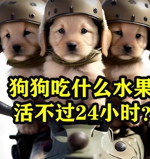 小狗不能吃什么食物盘点，15种常见危险物品需警惕