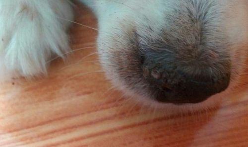 狗狗鼻子干裂原因及护理方法，有效缓解宠物鼻部干燥问题