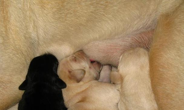 狗怀孕一个月有什么症状？母犬孕期15大变化全解析