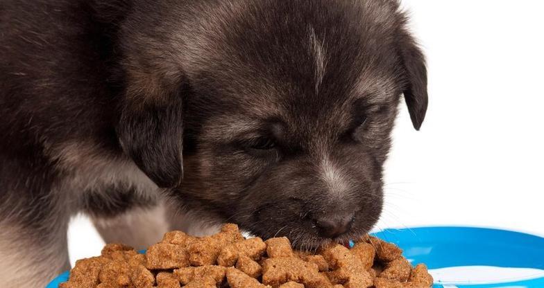 小狗崽饮食指南：营养需求与健康喂养要点