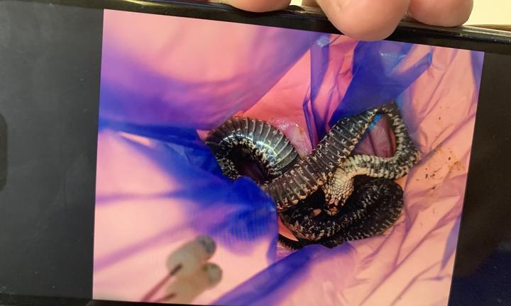 狗狗被蛇咬后吃什么食物有助解毒？11种天然解蛇毒食材推荐