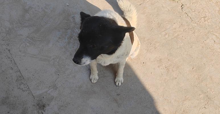 狗狗怀孕流产征兆识别与应对方法全指南