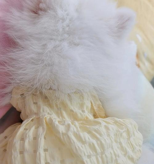 白博美肚皮花纹变化的奥秘与环境适应能力探析