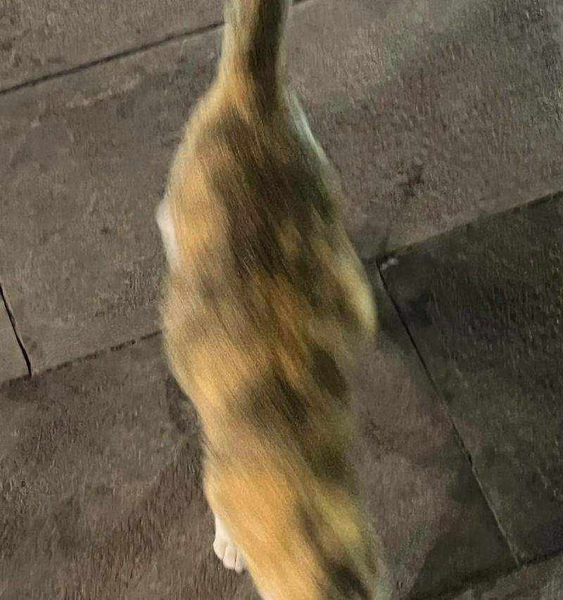 猫咪突然乱跑的真正原因揭秘 运动本能与情绪表达的完美结合