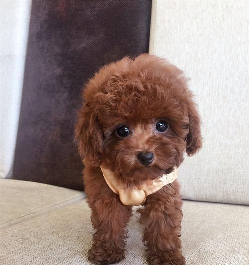 泰迪犬眼睛又圆又大的原因解析，遗传进化与品种标准全面揭秘