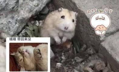 仓鼠不爱动的原因分析及改善方法指南