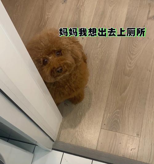 泰迪狗遛狗时间怎么选？全天候最佳时段安排指南