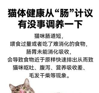 布偶猫营养需求指南：科学饮食搭配方法全解析