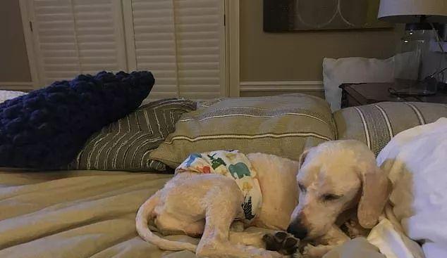 泰迪睡觉时抖动的原因分析及解决方法