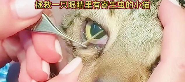猫咪体内寄生虫的14个症状及预防控制方法