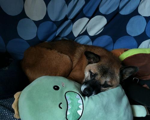 中华田园梗背后的情感密码：为什么农村生活引发全民共鸣