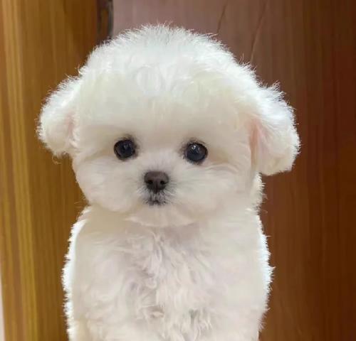 比熊犬品相评判标准详解：从毛发到性格的全面指南